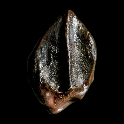 0.6" Triceratops Fossil Tooth Hell Creek FM Cretaceous Dinosaur Montana COA Stand