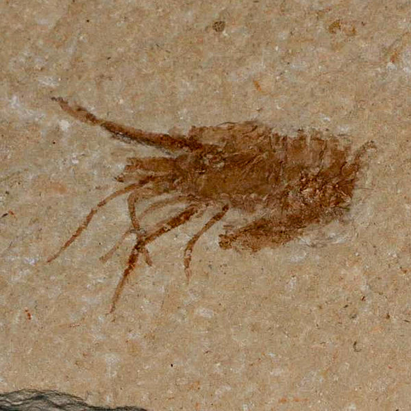 1.1