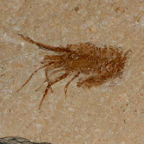 1.1" Fossil Shrimp Carpopenaeus Cretaceous Age 100 Mil Yrs Old Lebanon COA - Fossil Age Minerals