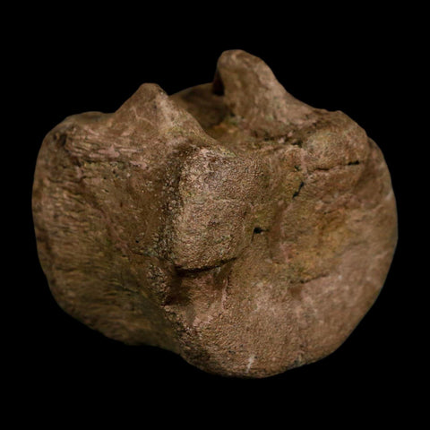 1.6" Triceratops Fossil Vertebrae Tail Bone Hell Creek FM Cretaceous Dinosaur WY COA