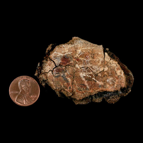 2.4" Hadrosaur Dinosaur Fossil Vertebrae Bone Judith River Formation Montana COA - Fossil Age Minerals