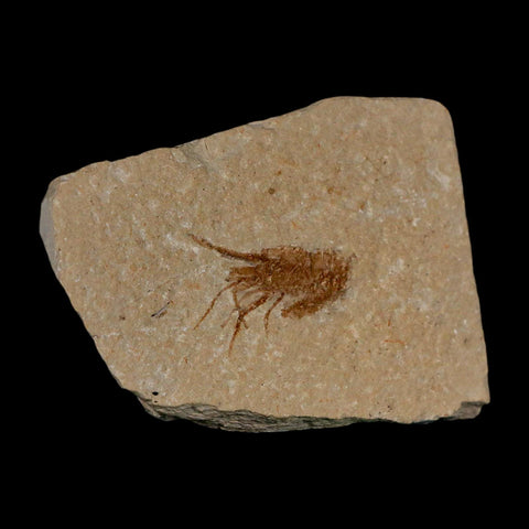 1.1" Fossil Shrimp Carpopenaeus Cretaceous Age 100 Mil Yrs Old Lebanon COA - Fossil Age Minerals