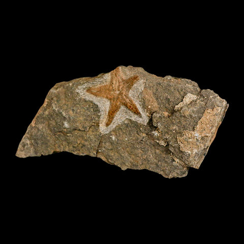 53MM Brittle Star Petraster Starfish Fossil Ordovician Age Blekus Morocco COA - Fossil Age Minerals
