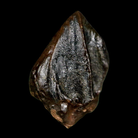 0.6" Triceratops Fossil Tooth Hell Creek FM Cretaceous Dinosaur Montana COA Stand