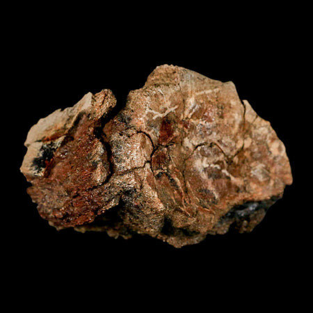 2.4" Hadrosaur Dinosaur Fossil Vertebrae Bone Judith River Formation Montana COA