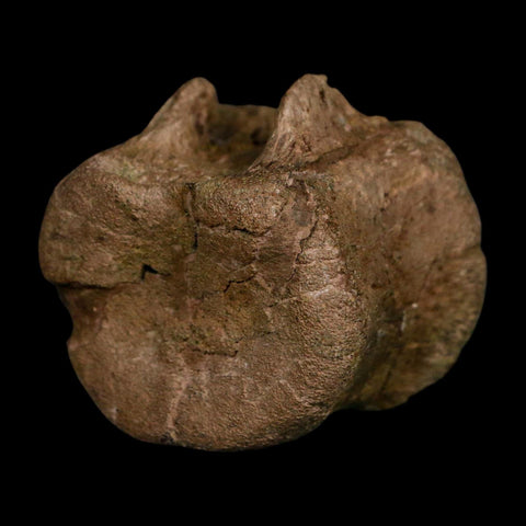 1.6" Triceratops Fossil Vertebrae Tail Bone Hell Creek FM Cretaceous Dinosaur WY COA