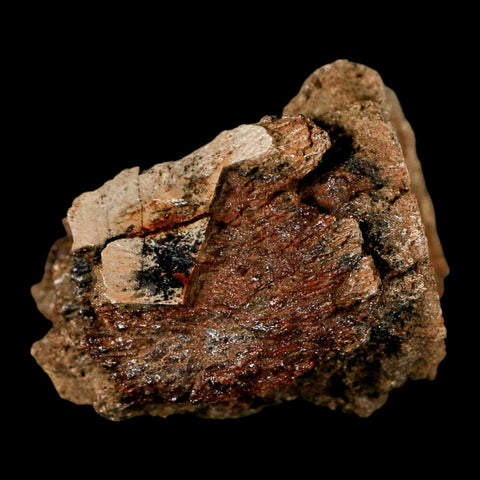2.4" Hadrosaur Dinosaur Fossil Vertebrae Bone Judith River Formation Montana COA - Fossil Age Minerals