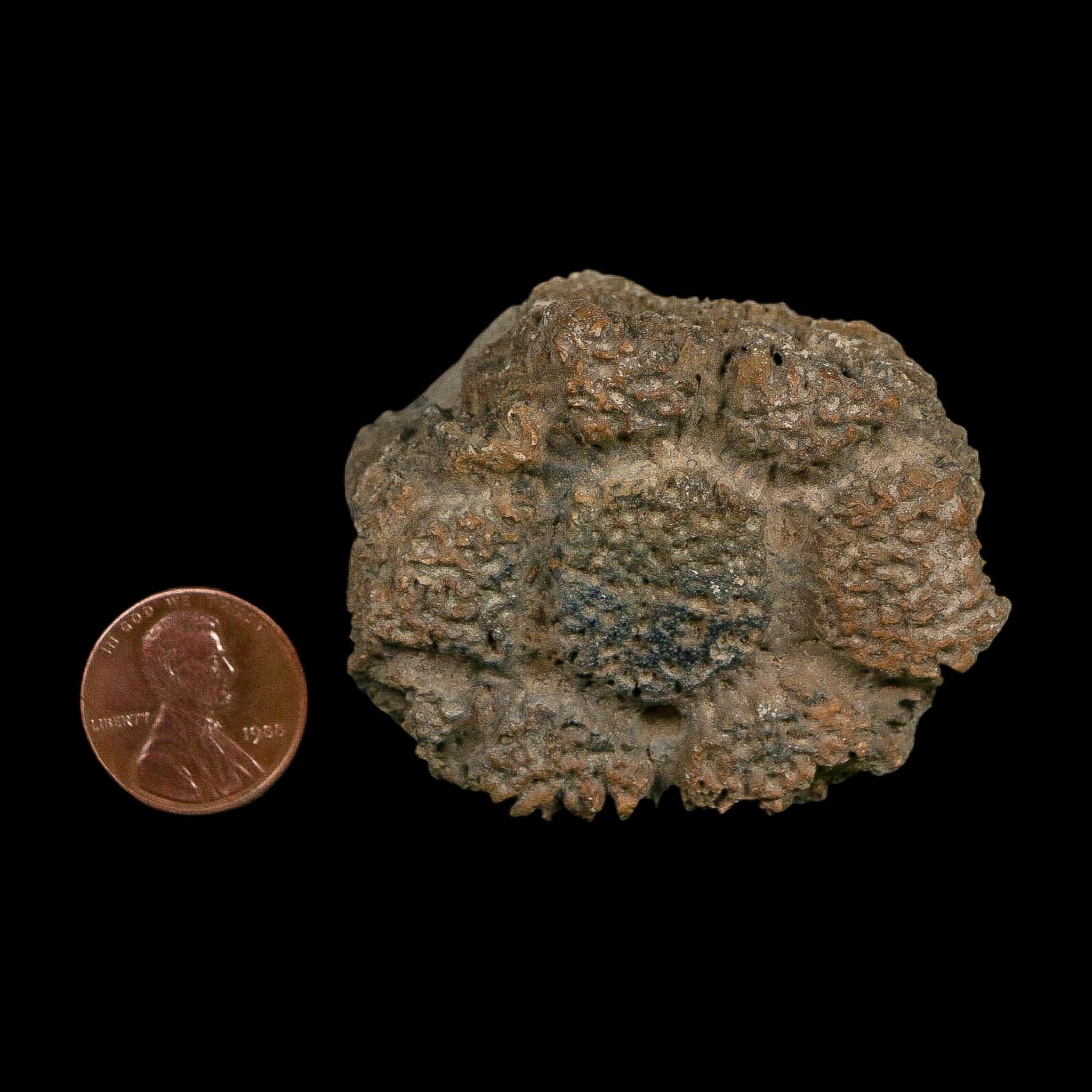 2.1" Glyptodon Fossil Osteoderm Scute Plate Bony Armor Pleistocene Uruguay COA - Fossil Age Minerals
