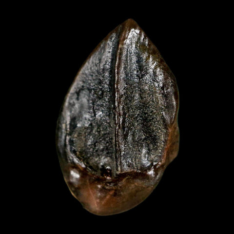 0.6" Triceratops Fossil Tooth Hell Creek FM Cretaceous Dinosaur Montana COA Stand