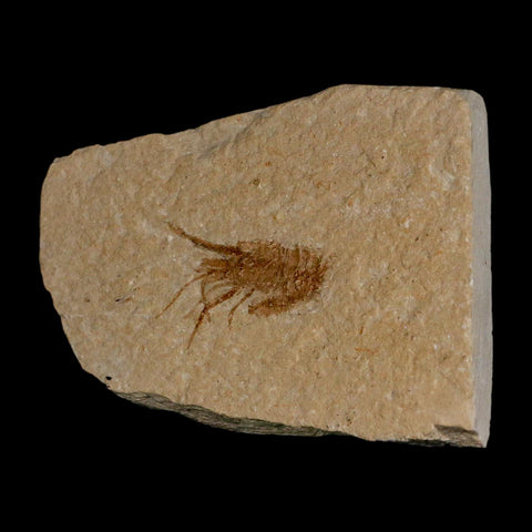 1.1" Fossil Shrimp Carpopenaeus Cretaceous Age 100 Mil Yrs Old Lebanon COA - Fossil Age Minerals