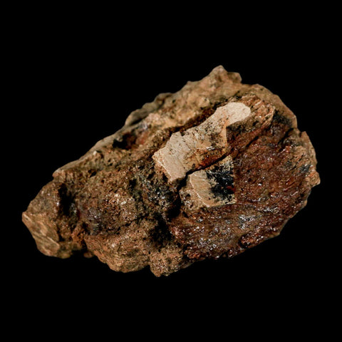 2.4" Hadrosaur Dinosaur Fossil Vertebrae Bone Judith River Formation Montana COA - Fossil Age Minerals