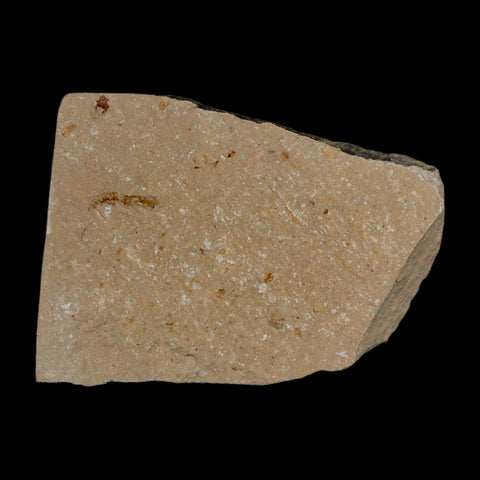 1.1" Fossil Shrimp Carpopenaeus Cretaceous Age 100 Mil Yrs Old Lebanon COA - Fossil Age Minerals