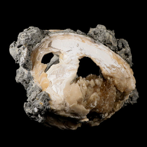 6" Mercenaria Permagna Clam Fossil Golden Calcite Crystal Rucks Pit Florida - Fossil Age Minerals