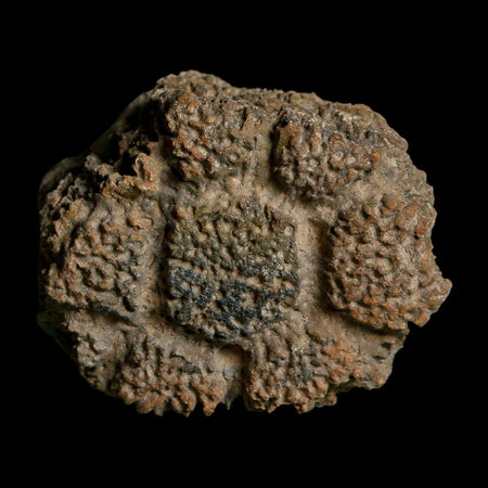 2.1" Glyptodon Fossil Osteoderm Scute Plate Bony Armor Pleistocene Uruguay COA