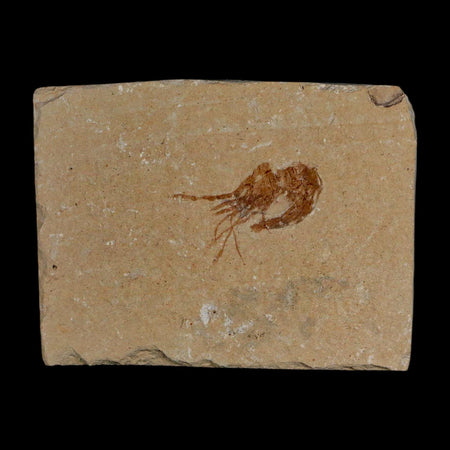 1" Fossil Shrimp Carpopenaeus Cretaceous Age 100 Mil Yrs Old Lebanon COA