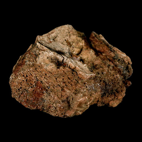 2.4" Hadrosaur Dinosaur Fossil Vertebrae Bone Judith River Formation Montana COA - Fossil Age Minerals