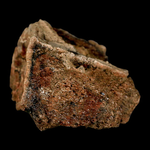 2.4" Hadrosaur Dinosaur Fossil Vertebrae Bone Judith River Formation Montana COA - Fossil Age Minerals