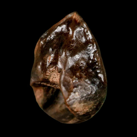 0.6" Triceratops Fossil Tooth Hell Creek FM Cretaceous Dinosaur Montana COA Stand