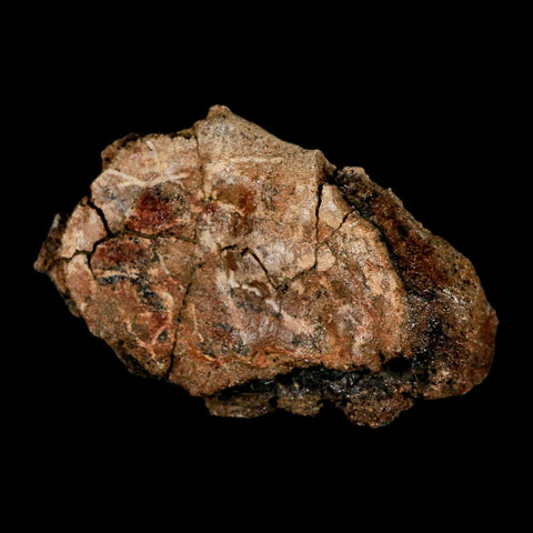 2.4" Hadrosaur Dinosaur Fossil Vertebrae Bone Judith River Formation Montana COA - Fossil Age Minerals