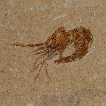 1" Fossil Shrimp Carpopenaeus Cretaceous Age 100 Mil Yrs Old Lebanon COA