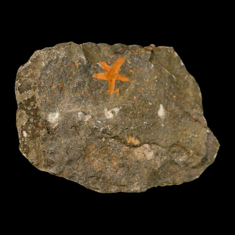 24MM Brittle Star Petraster Starfish Fossil Ordovician Age Blekus Morocco COA - Fossil Age Minerals