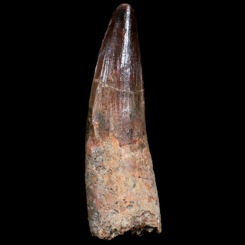 XL 3.1" Spinosaurus Fossil Tooth 100 Mil Yrs Old Cretaceous Dinosaur COA & Stand - Fossil Age Minerals