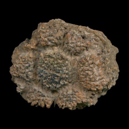 2.1" Glyptodon Fossil Osteoderm Scute Plate Bony Armor Pleistocene Uruguay COA