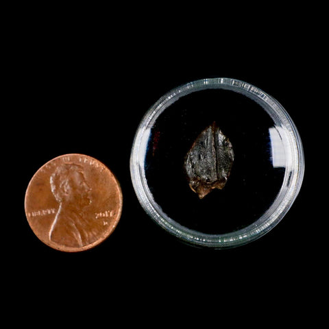 0.6" Triceratops Fossil Tooth Hell Creek FM Cretaceous Dinosaur Montana COA Stand