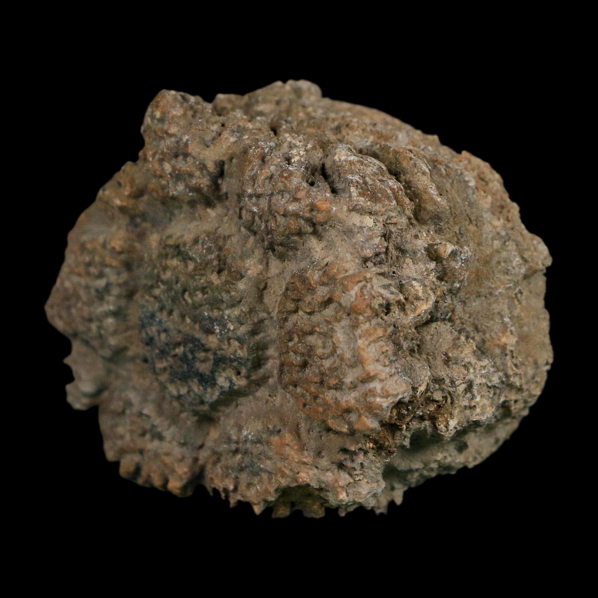 2.1" Glyptodon Fossil Osteoderm Scute Plate Bony Armor Pleistocene Uruguay COA - Fossil Age Minerals