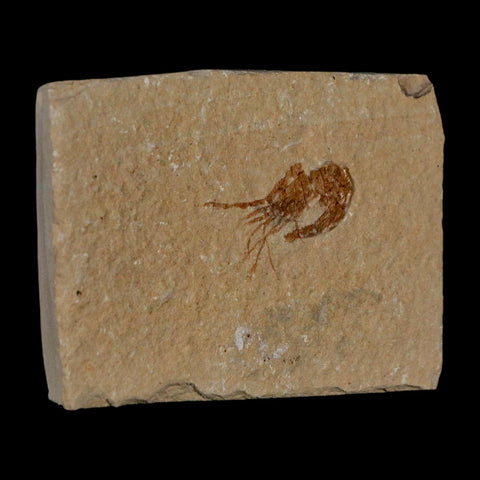 1" Fossil Shrimp Carpopenaeus Cretaceous Age 100 Mil Yrs Old Lebanon COA - Fossil Age Minerals