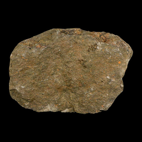 24MM Brittle Star Petraster Starfish Fossil Ordovician Age Blekus Morocco COA - Fossil Age Minerals