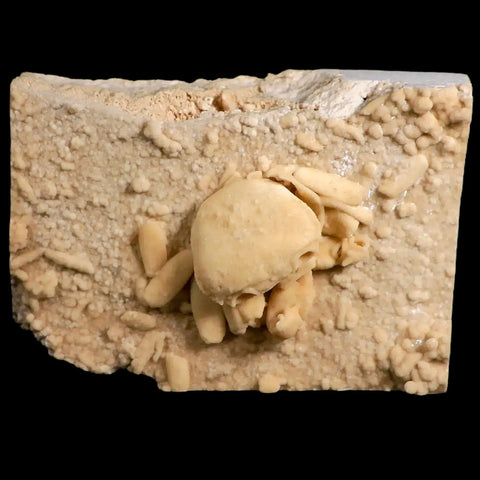 2.1" Potaman Sp Fossil Freshwater Crab In Travertine Denizli Basin Southwest Turkey - Fossil Age Minerals