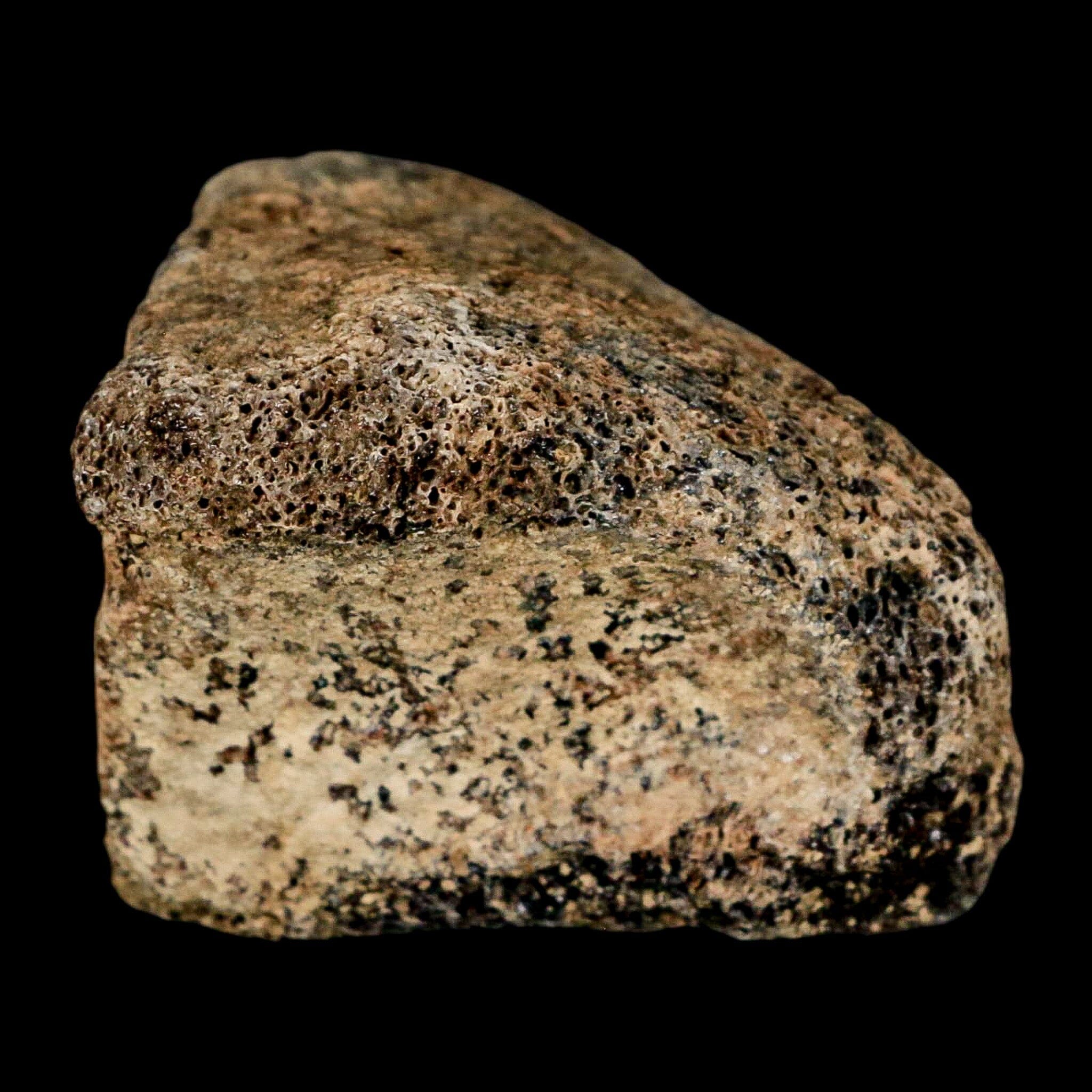 1.8" Hadrosaur Dinosaur Fossil Toe Bone Judith River Formation Montana COA - Fossil Age Minerals