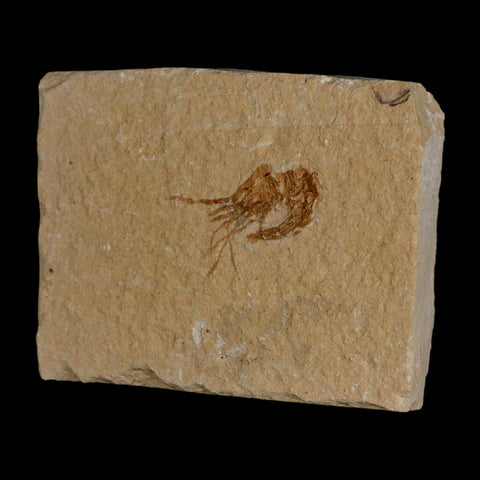 1" Fossil Shrimp Carpopenaeus Cretaceous Age 100 Mil Yrs Old Lebanon COA - Fossil Age Minerals