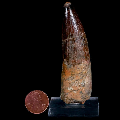 XL 3.1" Spinosaurus Fossil Tooth 100 Mil Yrs Old Cretaceous Dinosaur COA & Stand - Fossil Age Minerals
