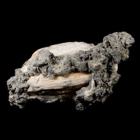 6" Mercenaria Permagna Clam Fossil Golden Calcite Crystal Rucks Pit Florida - Fossil Age Minerals
