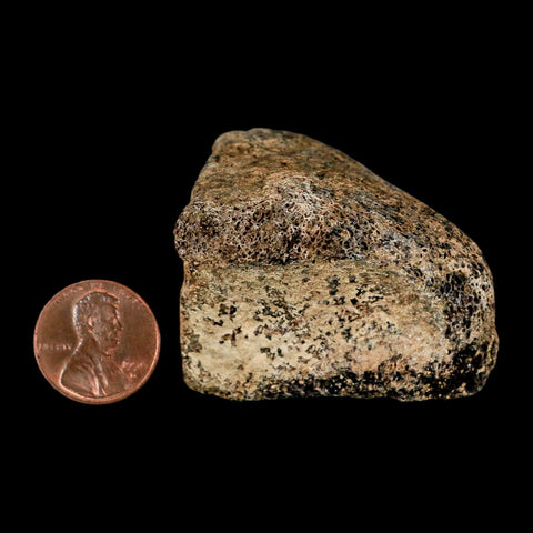 1.8" Hadrosaur Dinosaur Fossil Toe Bone Judith River Formation Montana COA - Fossil Age Minerals