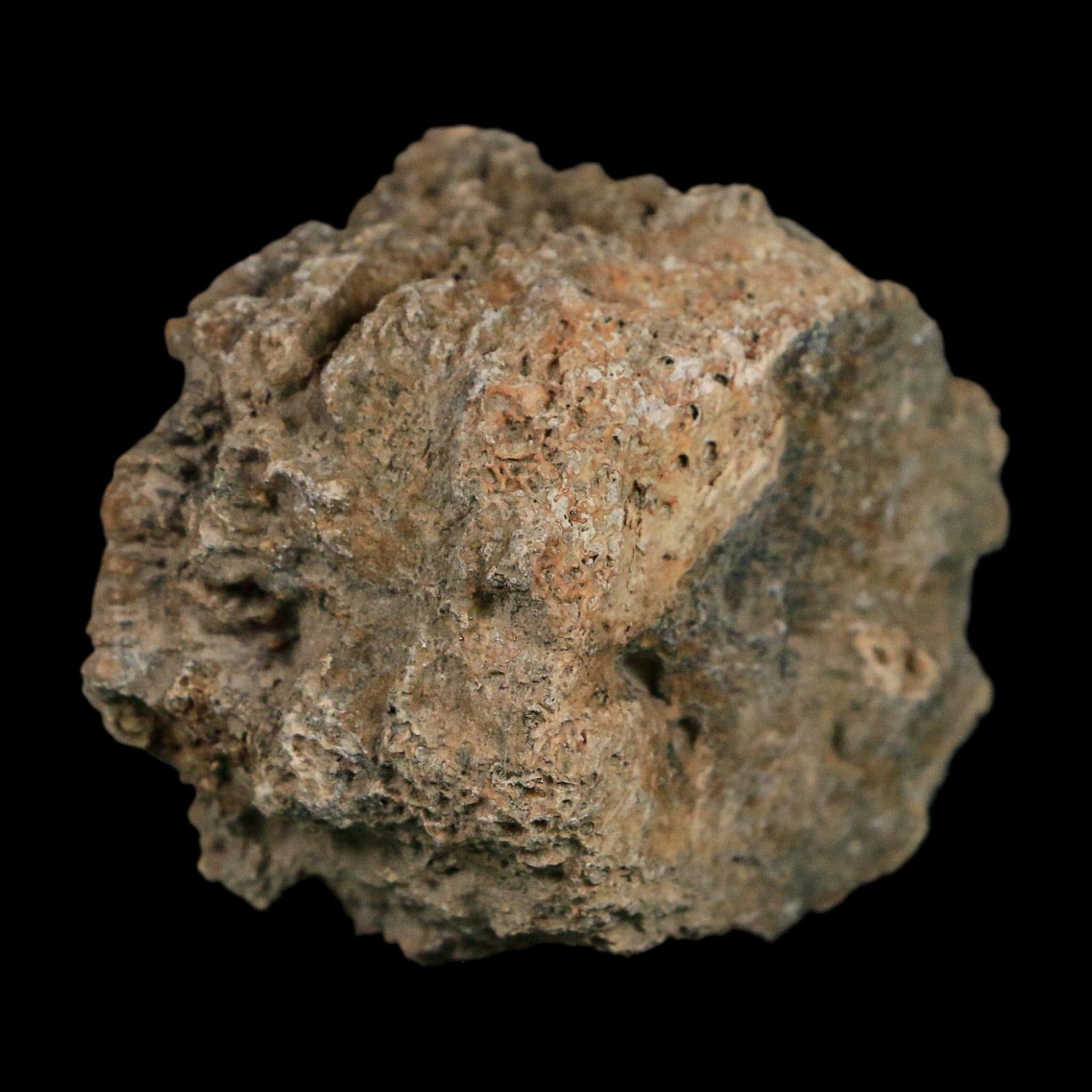 2.1" Glyptodon Fossil Osteoderm Scute Plate Bony Armor Pleistocene Uruguay COA - Fossil Age Minerals