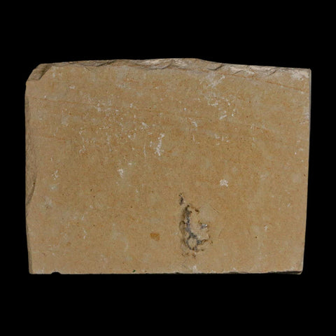 1" Fossil Shrimp Carpopenaeus Cretaceous Age 100 Mil Yrs Old Lebanon COA - Fossil Age Minerals