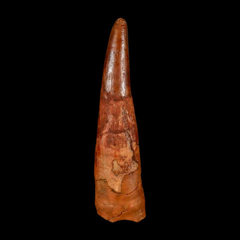 XL 1.7" Pterosaur Coloborhynchus Fossil Tooth Upper Cretaceous Morocco COA & Display - Fossil Age Minerals