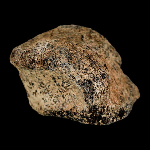 1.8" Hadrosaur Dinosaur Fossil Toe Bone Judith River Formation Montana COA - Fossil Age Minerals
