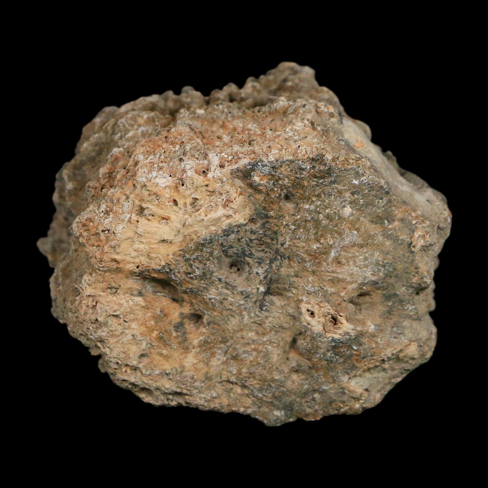 2.1" Glyptodon Fossil Osteoderm Scute Plate Bony Armor Pleistocene Uruguay COA - Fossil Age Minerals