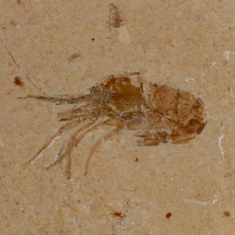 1.4" Fossil Shrimp Carpopenaeus Cretaceous Age 100 Mil Yrs Old Lebanon COA - Fossil Age Minerals