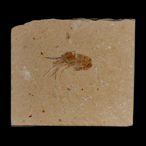 1.4" Fossil Shrimp Carpopenaeus Cretaceous Age 100 Mil Yrs Old Lebanon COA - Fossil Age Minerals