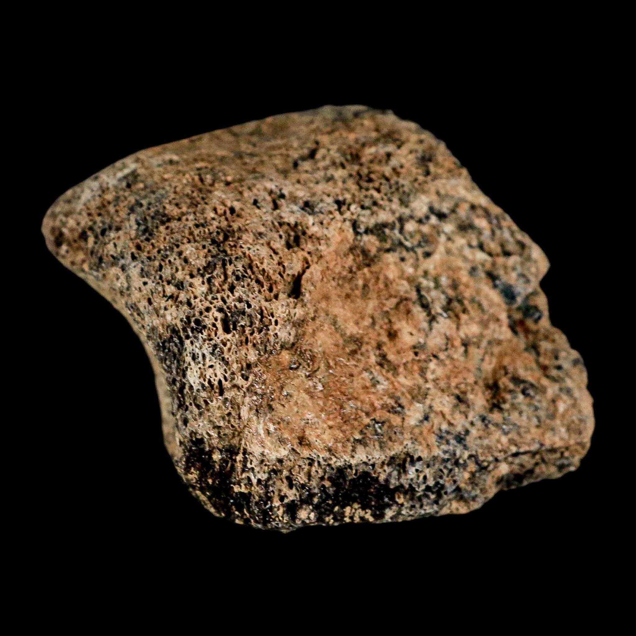 1.8" Hadrosaur Dinosaur Fossil Toe Bone Judith River Formation Montana COA - Fossil Age Minerals