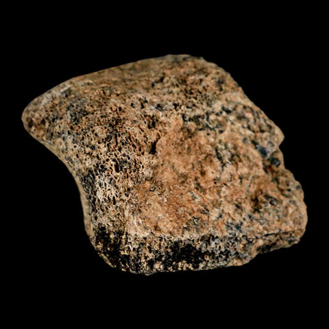 1.8" Hadrosaur Dinosaur Fossil Toe Bone Judith River Formation Montana COA - Fossil Age Minerals