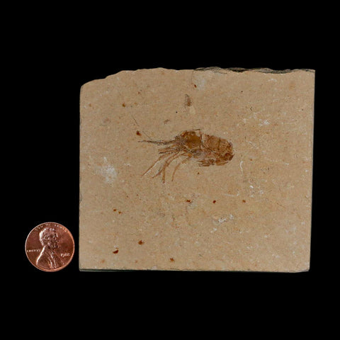 1.4" Fossil Shrimp Carpopenaeus Cretaceous Age 100 Mil Yrs Old Lebanon COA - Fossil Age Minerals