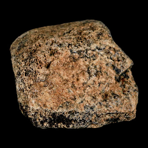 1.8" Hadrosaur Dinosaur Fossil Toe Bone Judith River Formation Montana COA - Fossil Age Minerals