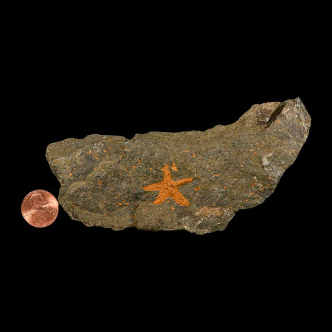 24MM Brittle Star Petraster Starfish Fossil Ordovician Age Blekus Morocco COA - Fossil Age Minerals