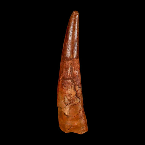XL 1.7" Pterosaur Coloborhynchus Fossil Tooth Upper Cretaceous Morocco COA & Display - Fossil Age Minerals